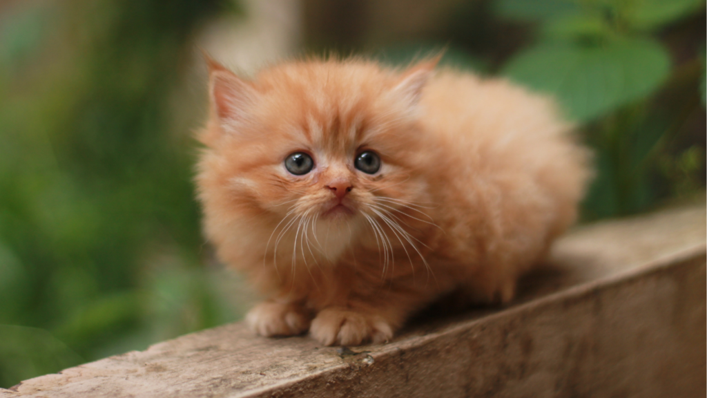 Persian Cat Price In India : Things to know from Costs to Care