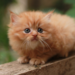 Persian Cat Price In India : Things to know from Costs to Care