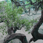 Nidhi Van Vrindavan: A Mystical Charm