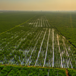 Viksit Krishi Sankalp Abhiyaan