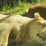 Kanan Pendari Zoological Garden Bilaspur