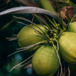 Famous Fruits of Kerala