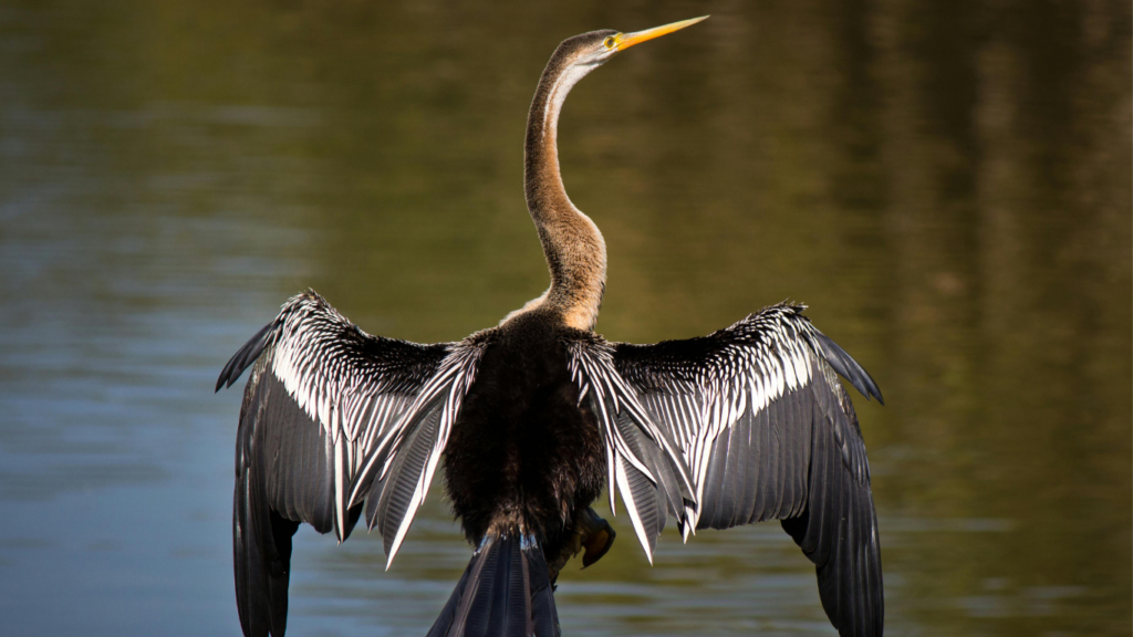 Mangalavanam Bird Sanctuary, Kochi: A Green Haven in the City
