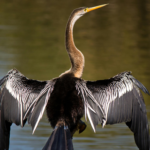 Mangalavanam Bird Sanctuary, Kochi: A Green Haven in the City
