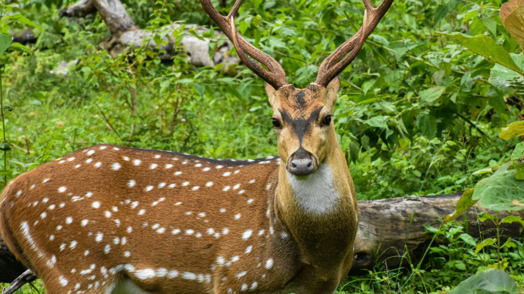 biodiversity hotspots in India