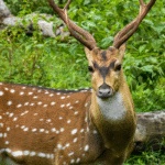 biodiversity hotspots in India