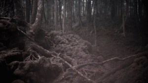 Aokigahara Forest, Japan