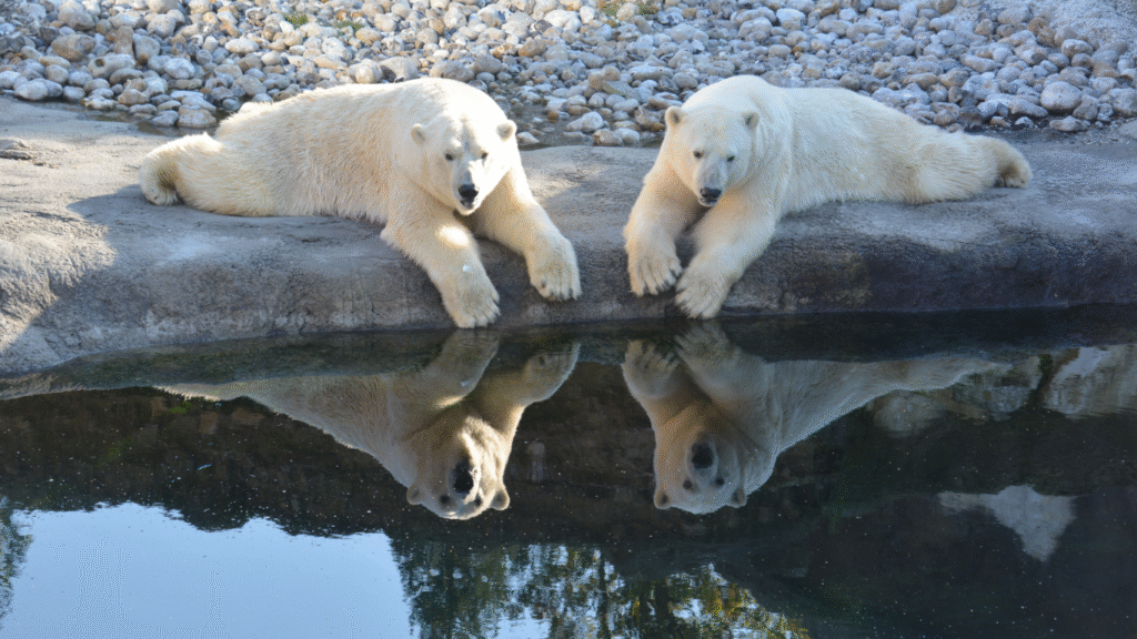 Polar Region Animals: A 2025 Guide to Arctic and Antarctic Wildlife