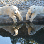 Polar Region Animals: A 2025 Guide to Arctic and Antarctic Wildlife