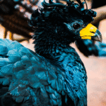 Extinct Species in India