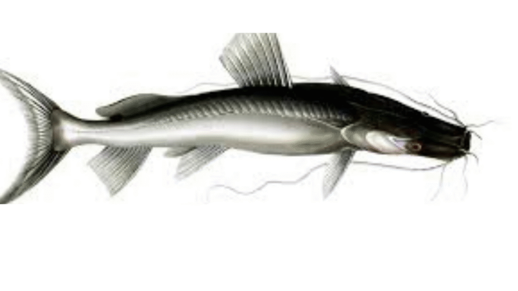 Singhara Fish in India : A Tasty Guide