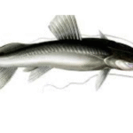 Singhara Fish in India : A Tasty Guide