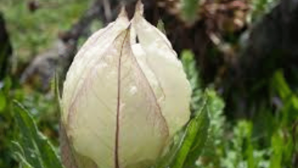 State Flower of Uttarakhand in 2025: The Beautiful Brahma Kamal