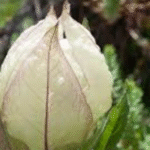 State Flower of Uttarakhand in 2025: The Beautiful Brahma Kamal