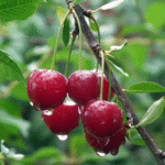 Cherry Fruit in Pregnancy: A Sweet, Healthy Choice