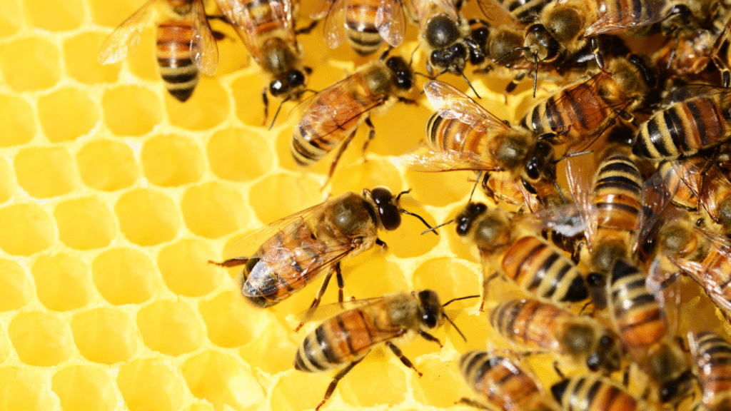 Types of Bees