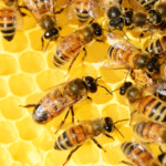 Types of Bees