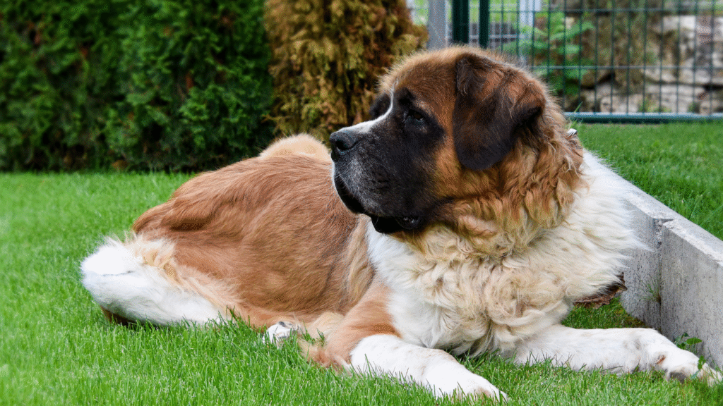 Saint Bernard Dog Price
