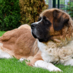 Saint Bernard Dog Price