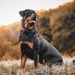 Dog Breeds Banned in India