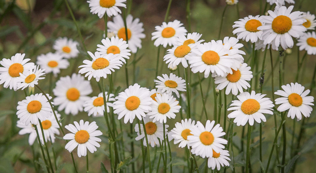 Post Star Obituary Listings