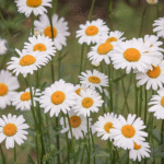 Post Star Obituary Listings