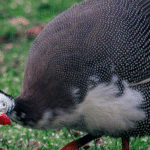 Jungle Fowl for Sale