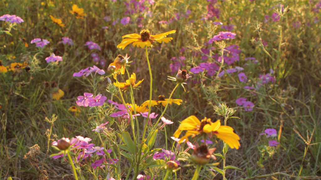 wildflowers studio vt