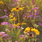 wildflowers studio vt