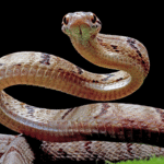 Snake Hunt Cross Fork PA