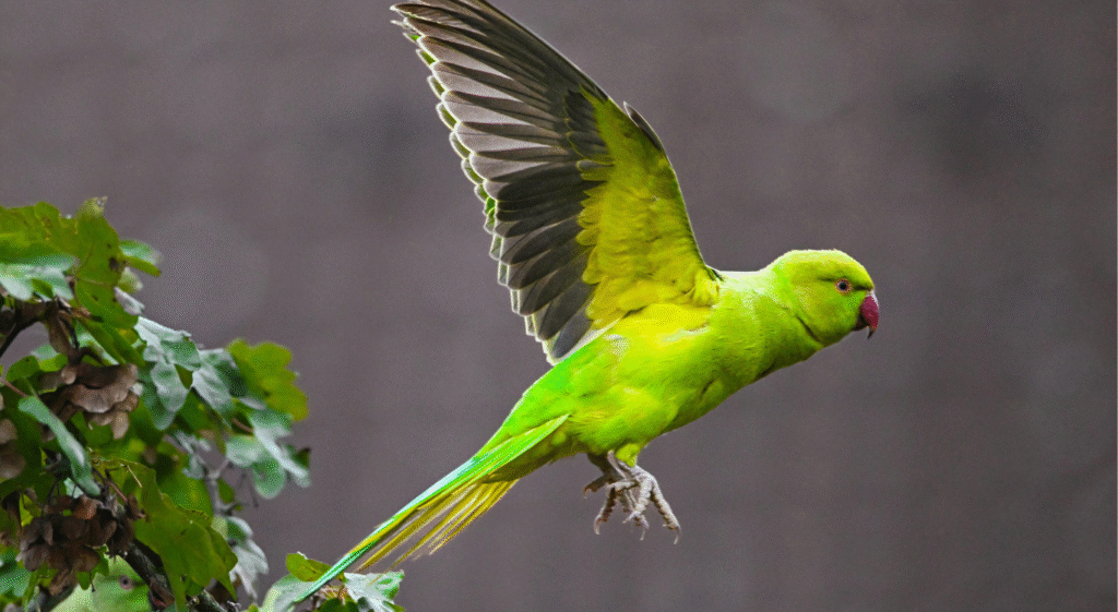 Turquoise Indian Ringneck