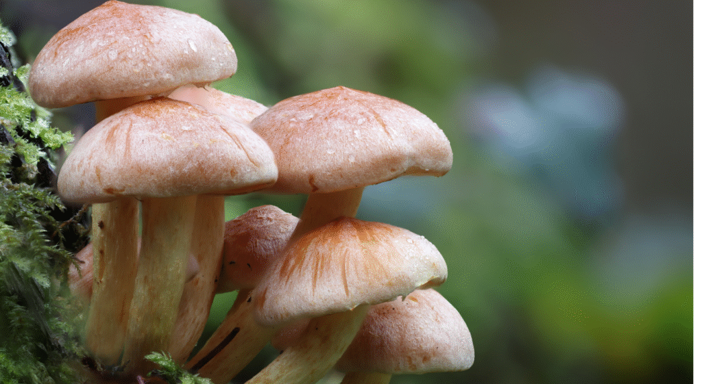 oyster mushroom fuzzy stem