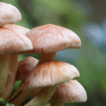 oyster mushroom fuzzy stem