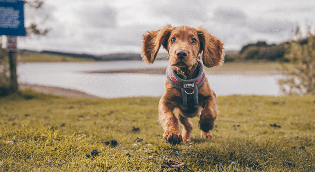 merle cocker spaniels