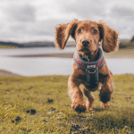 merle cocker spaniels