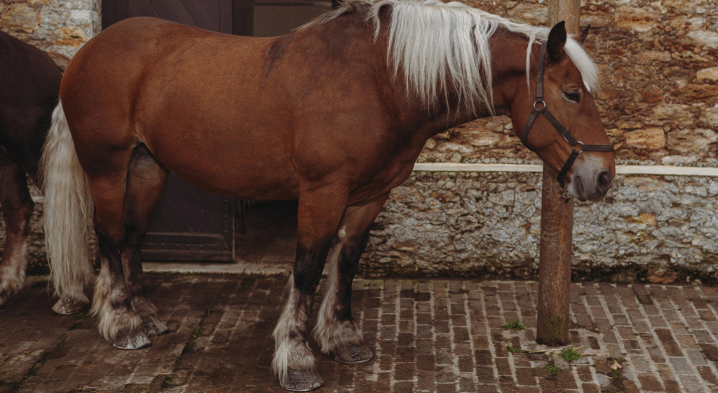 Gypsy Vanner Horse Rescue