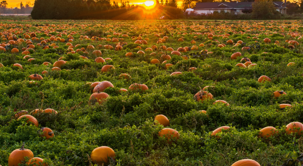 St Joseph Pumpkin Fest