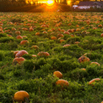 St Joseph Pumpkin Fest