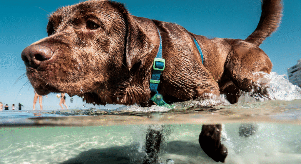 Durable Dog Splash Pad
